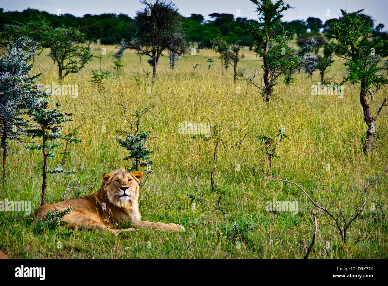 A young male lion resting in bush in the serengeti Stock Photo
