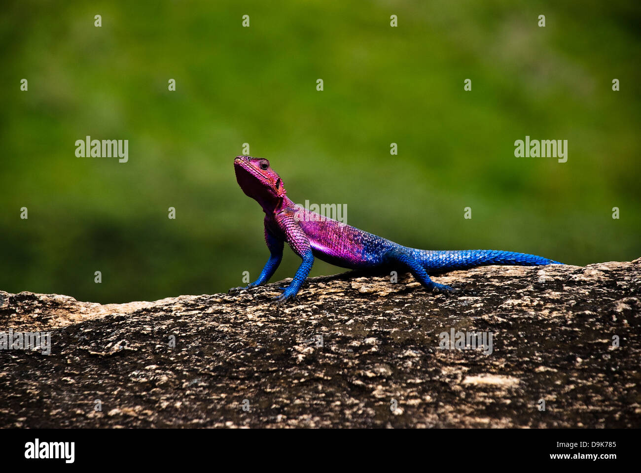 A colourful agama lizard sunbathing on a rock in africa Stock Photo