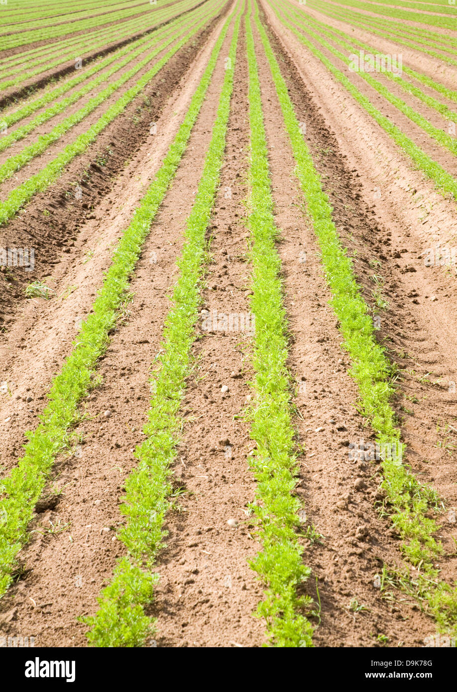 Rows young carrot crop growing in field Suffolk England Stock Photo Alamy