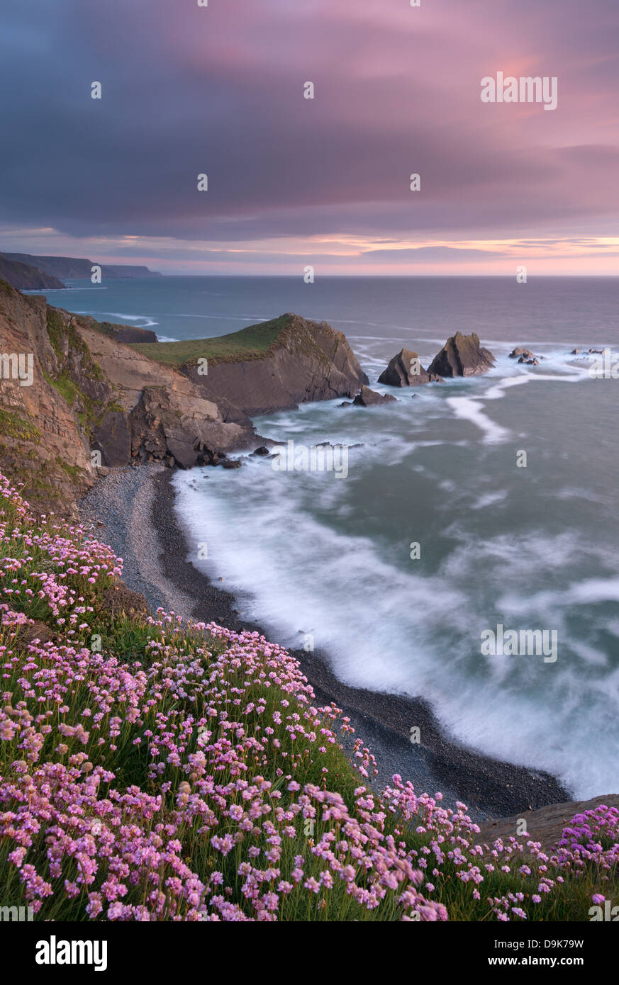 Thrift flowering on the cliff tops above Hartland Quay at sunset, North Devon, England. Spring (June) 2013. Stock Photo