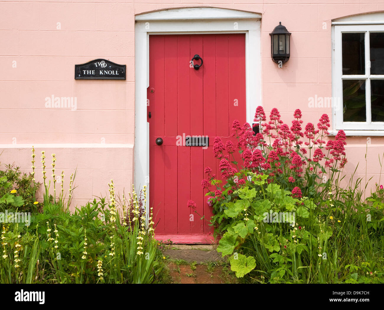 Red valerian flowering plant, centranthus ruber, cottage garden front door Suffolk, England Stock Photo