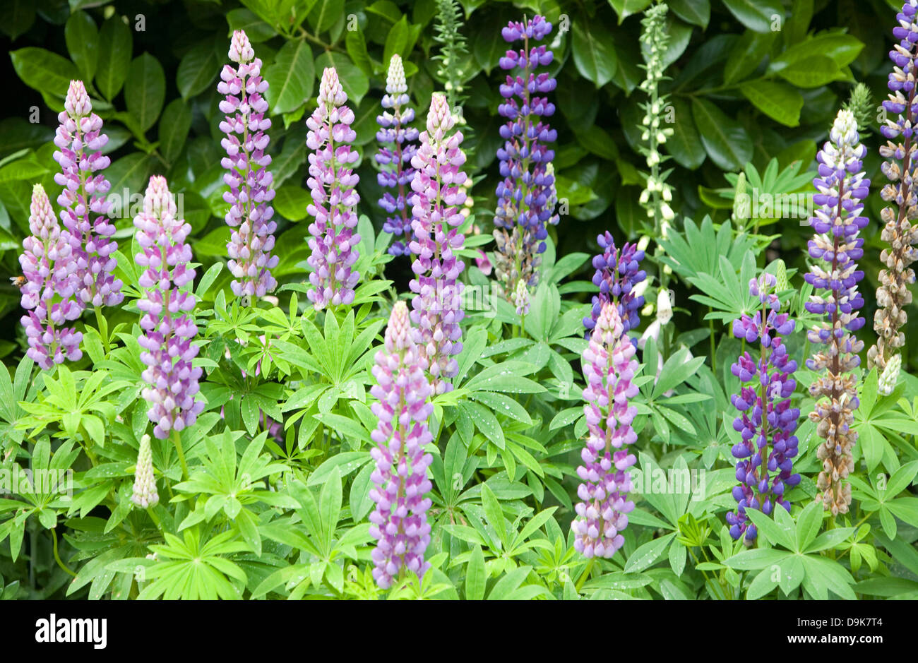 Purple lupinus, lupin or lupine plant flowers Stock Photo