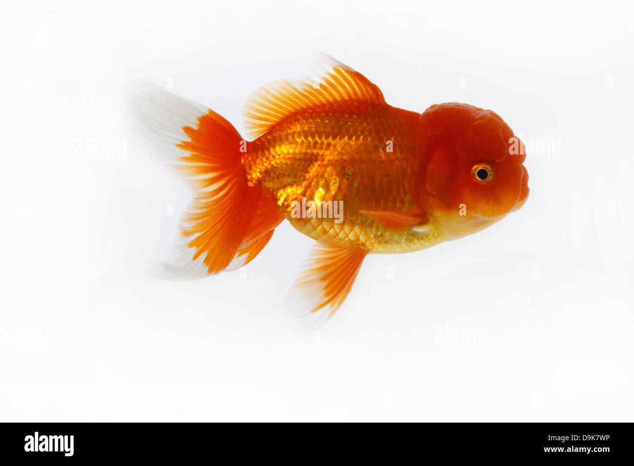 Close-up of fish Stock Photo - Alamy