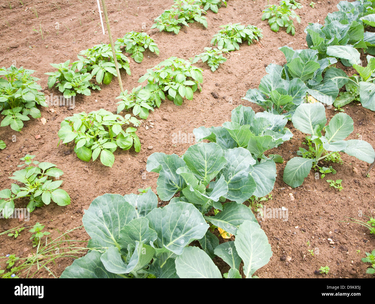 Soil growing vegetables hires stock photography and images Alamy