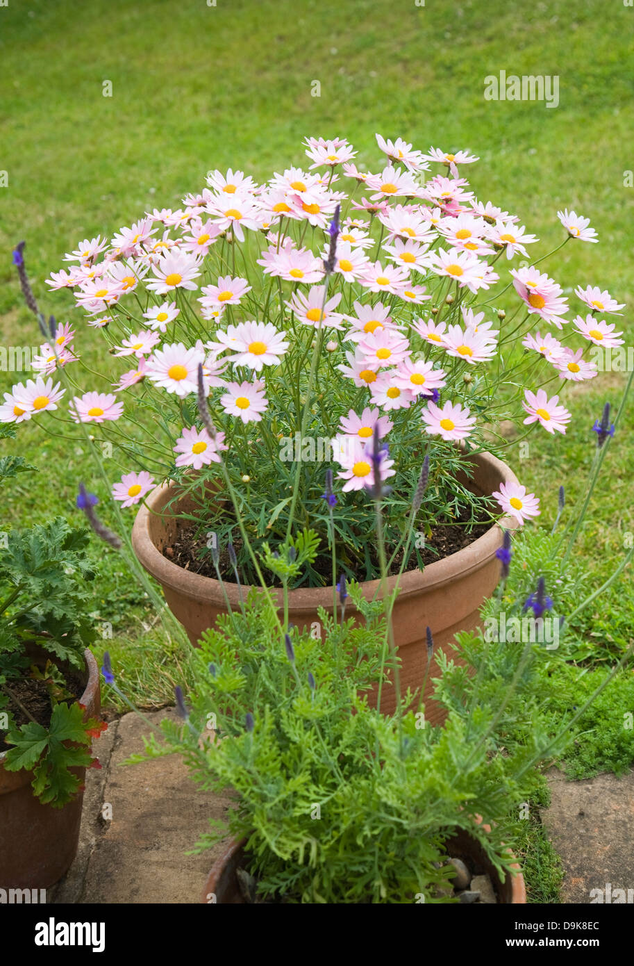 Argyranthemum pink daisy-like flowers Stock Photo