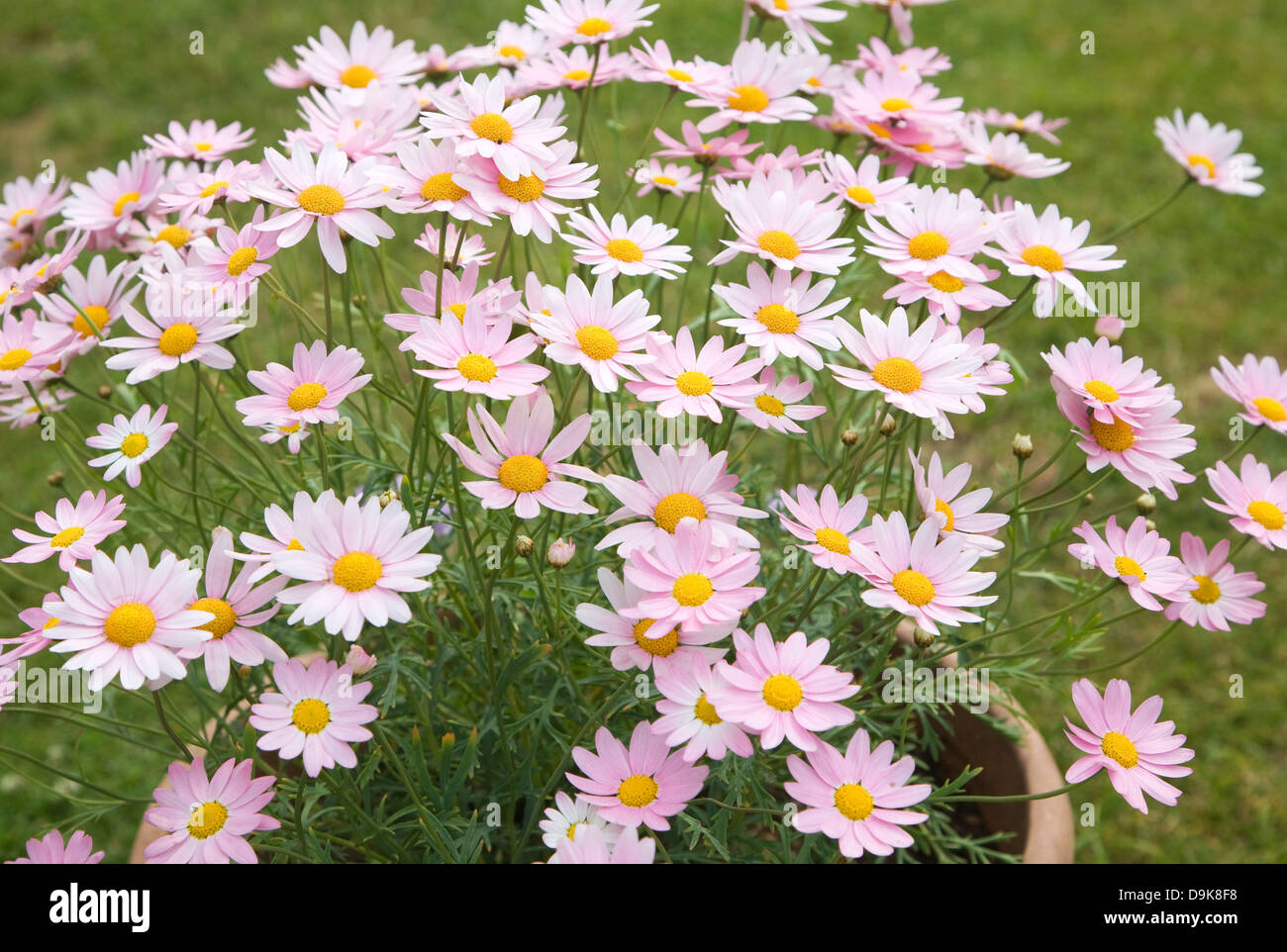 Argyranthemum pink daisy-like flowers Stock Photo