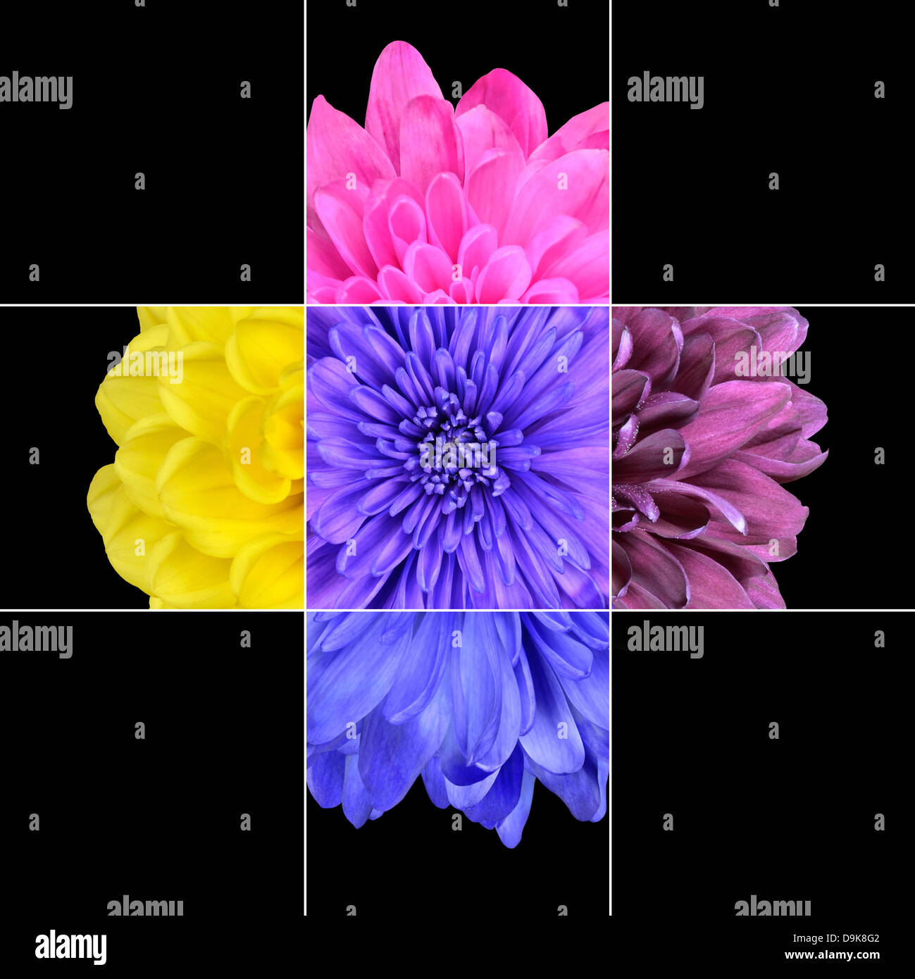 Colorful Chrysanthemum Flower mosaic design which is consisting of 9 squares on 3x3 grid with parts of chrysanthemum flower. Stock Photo