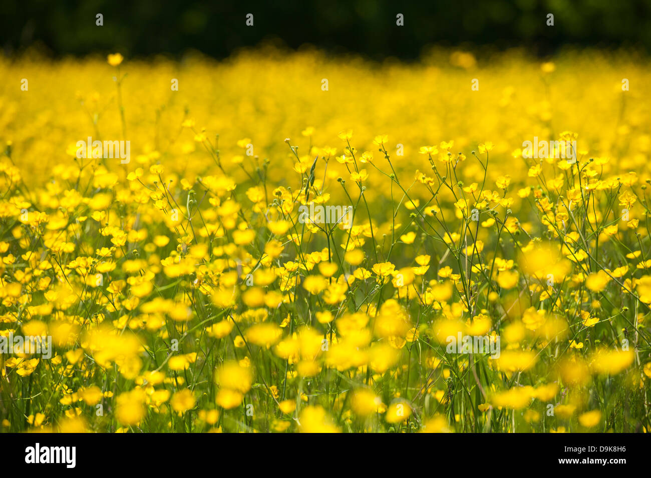 field of buttercups in sunshine Stock Photo - Alamy