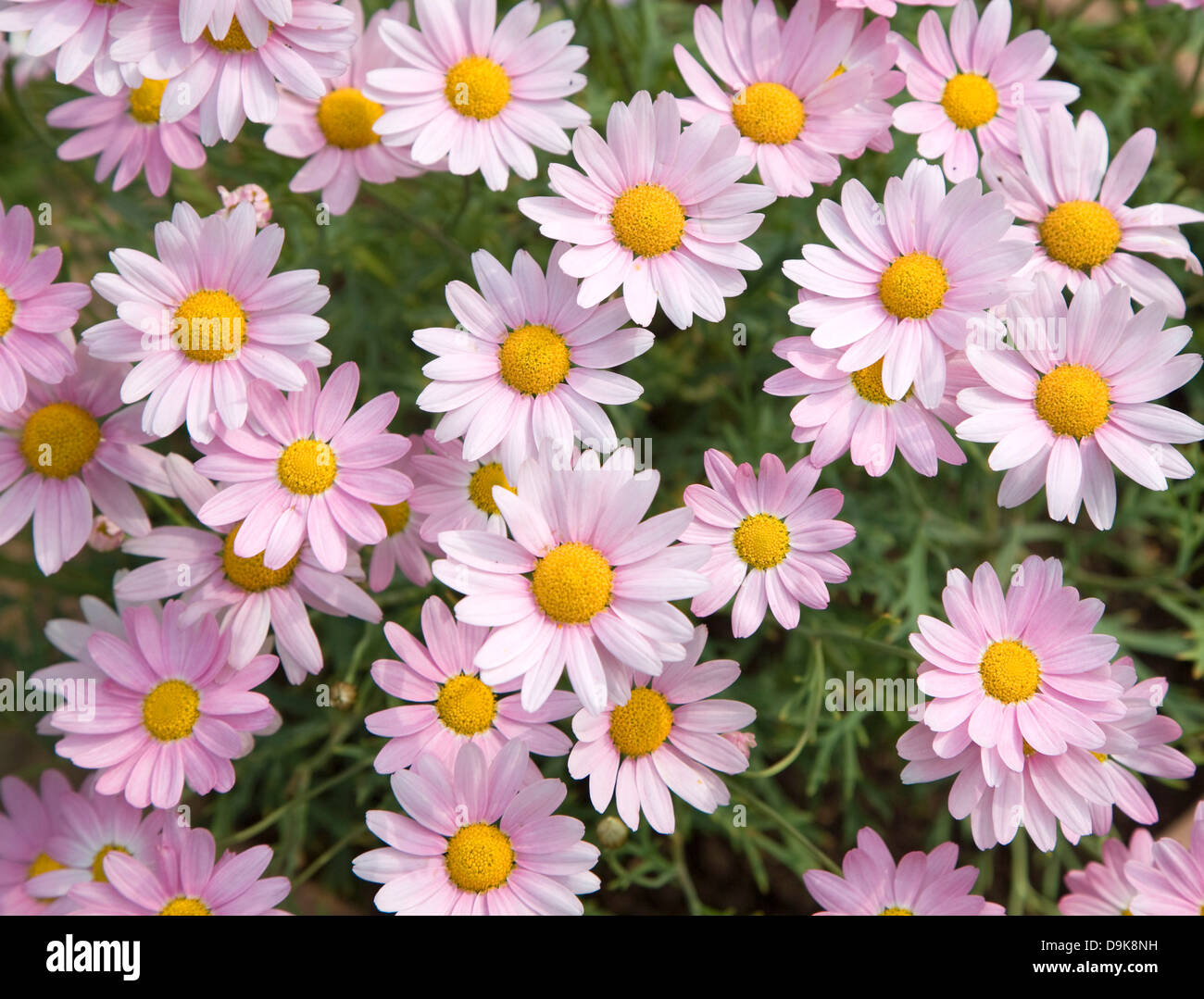 Argyranthemum pink daisy-like flowers Stock Photo