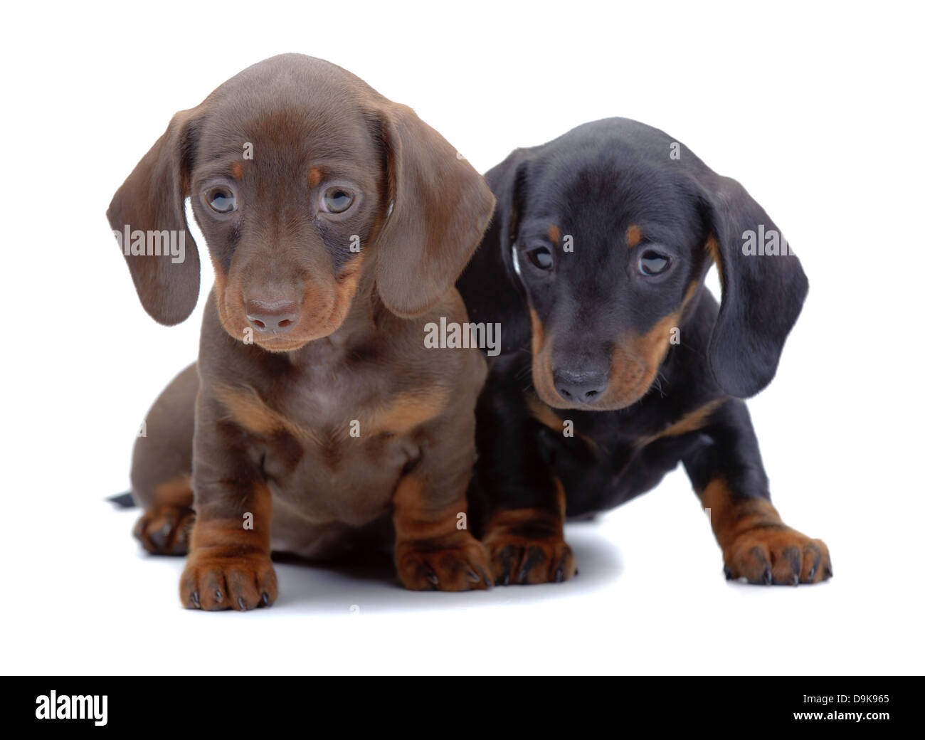 Portrait of two puppies of Dachshund on white Stock Photo