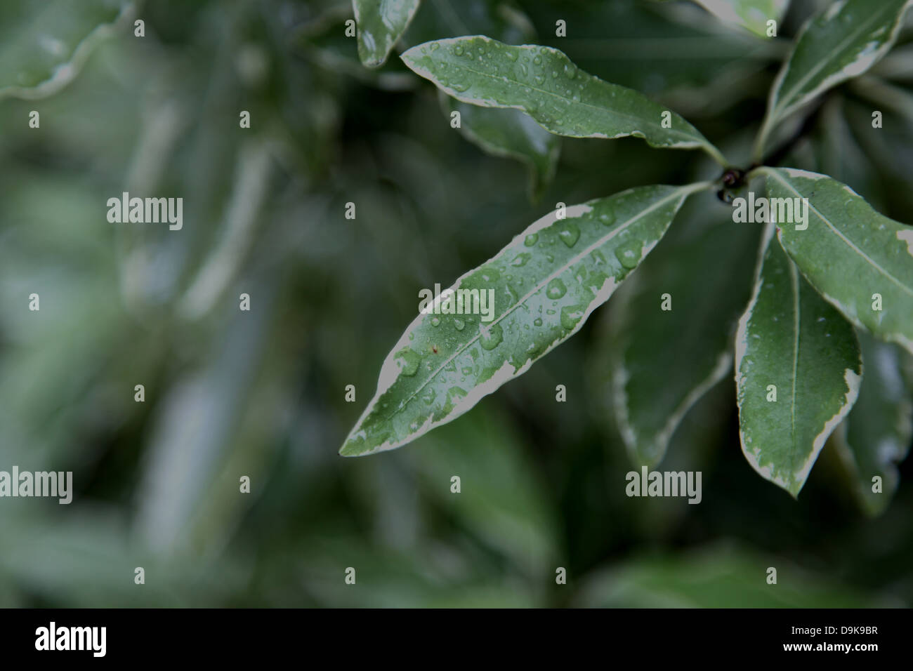 Lemmon Tree Poster Painting by Ross Wood Pixels