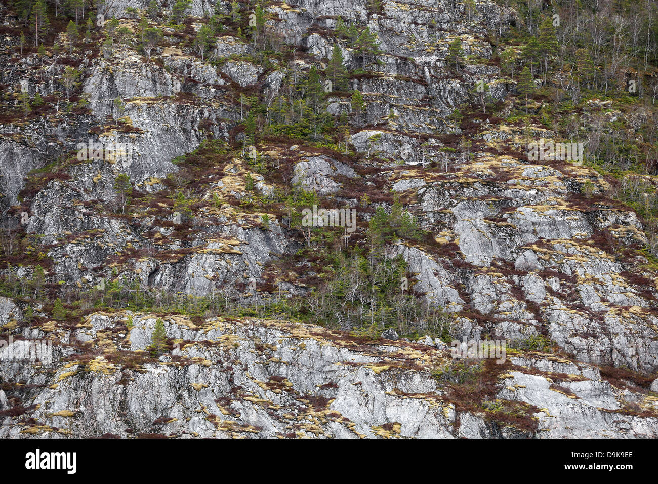 Norwegian nature background texture. Small trees and colorful moss grow on coastal rock, spring season Stock Photo