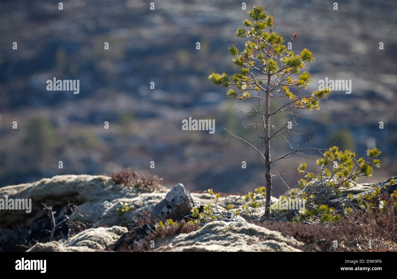 Norwegian spring nature fragment. Small young pine tree grows on rock Stock Photo