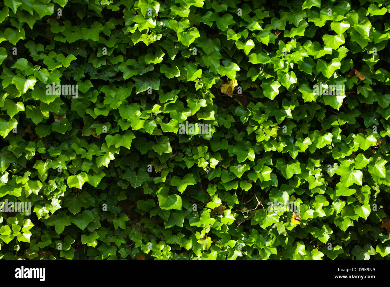 Green ivy wall hires stock photography and images Alamy