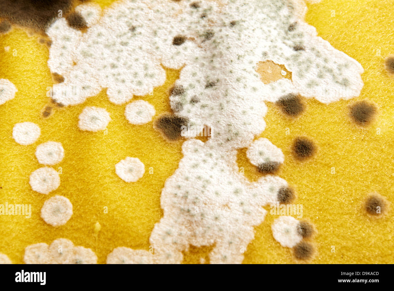 Mold on noodles for lasagna Stock Photo Alamy