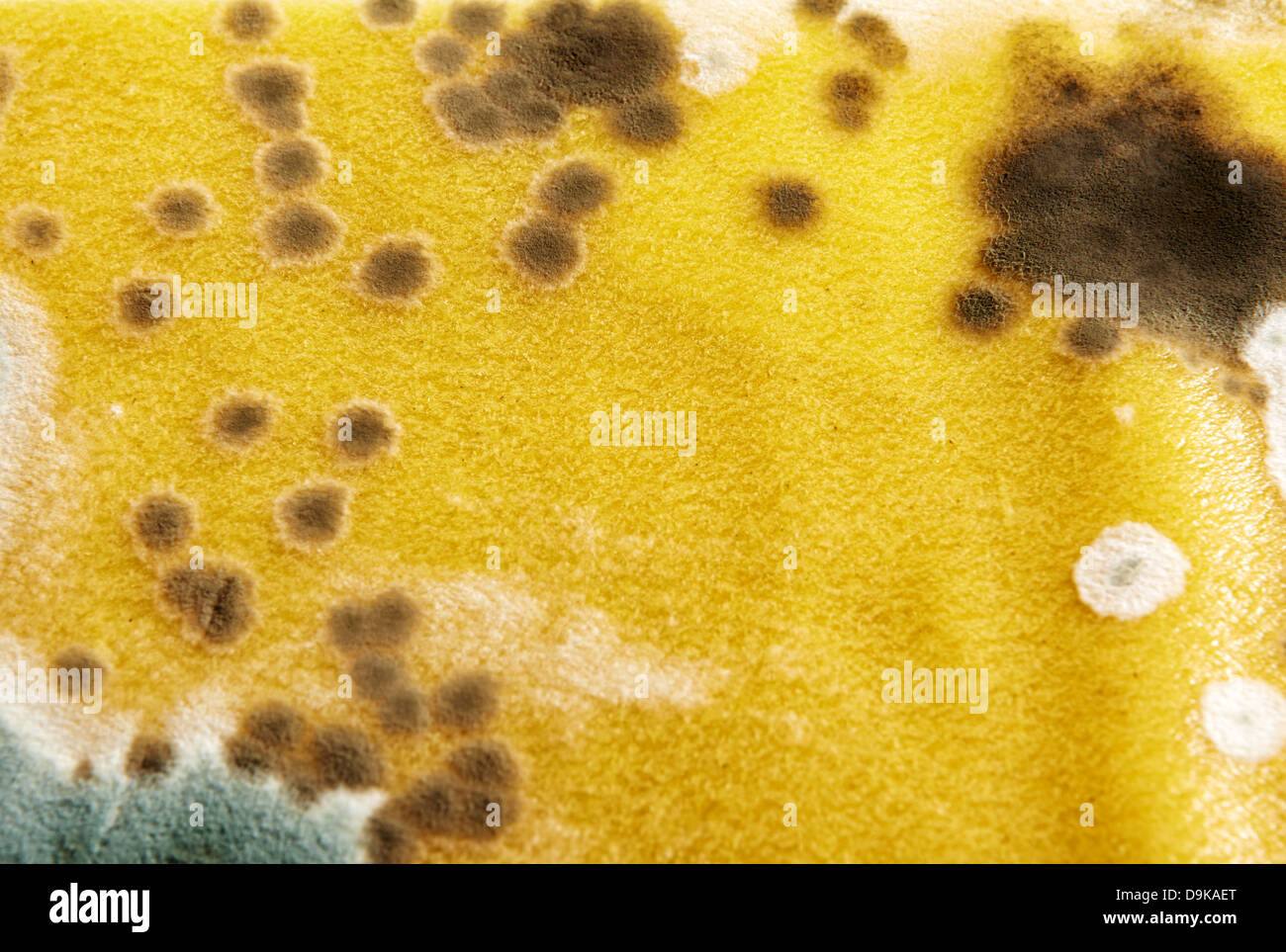 Mold on noodles for lasagna Stock Photo Alamy