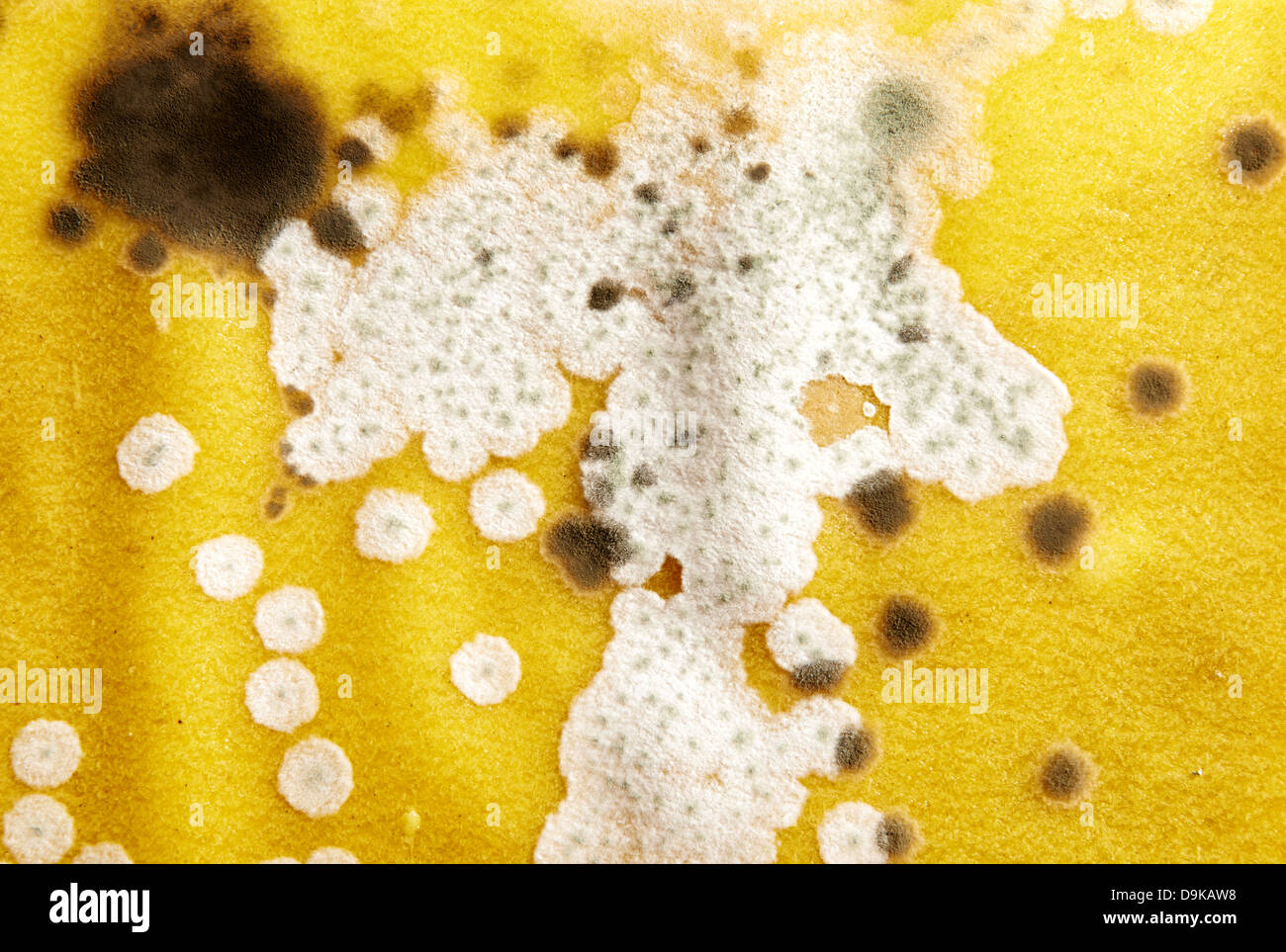 Mold on noodles for lasagna Stock Photo Alamy