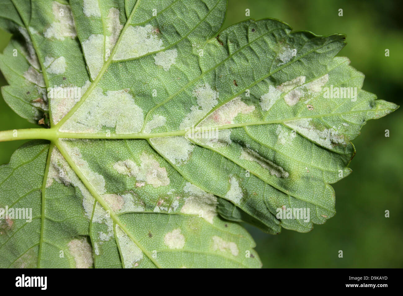 Sycamore leaves affected by Felt Galls caused by the Gall Mite Aceria pseudoplatani Stock Photo