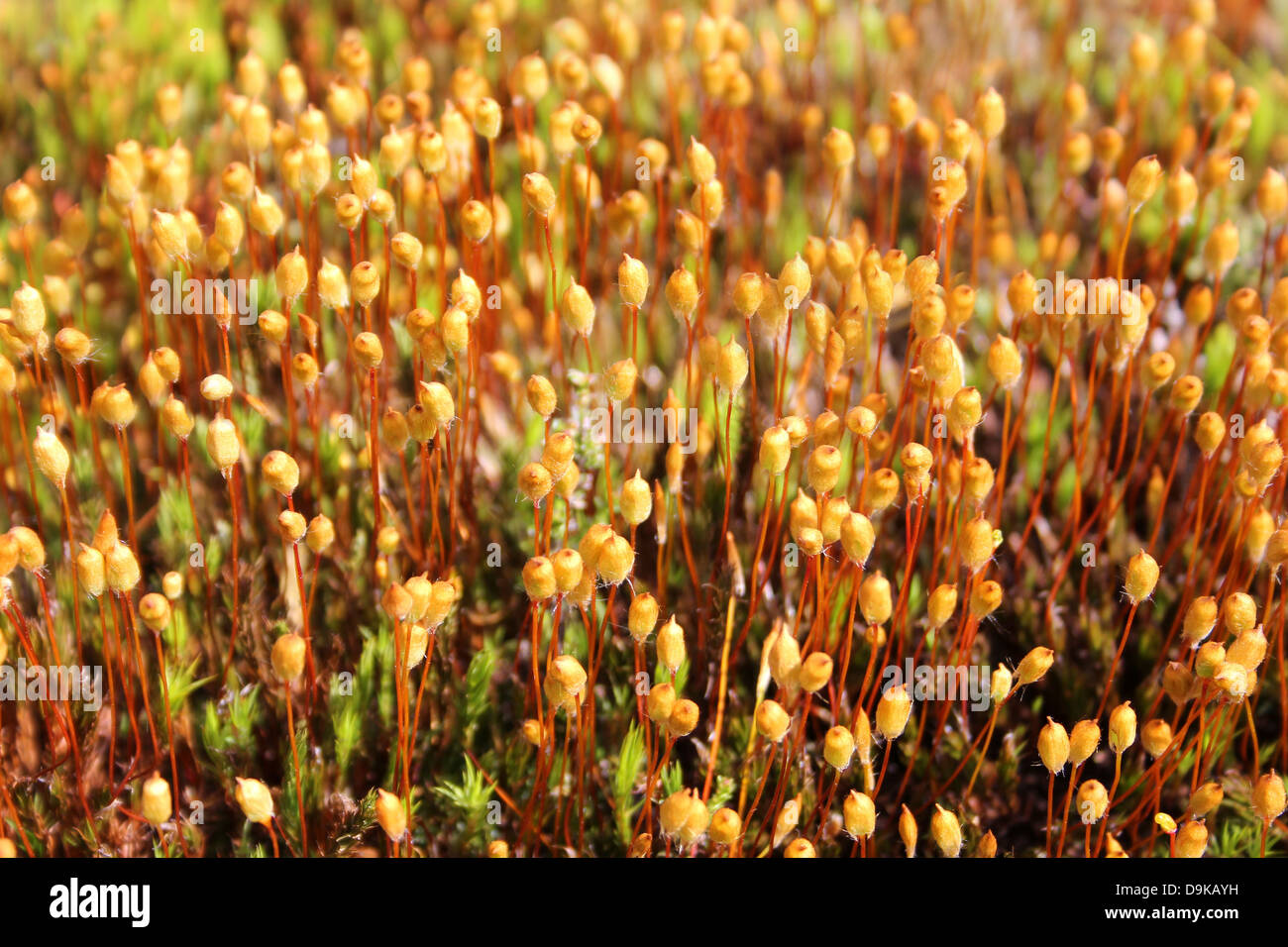 Moss Showing Reproductive Sporophytes Stock Photo