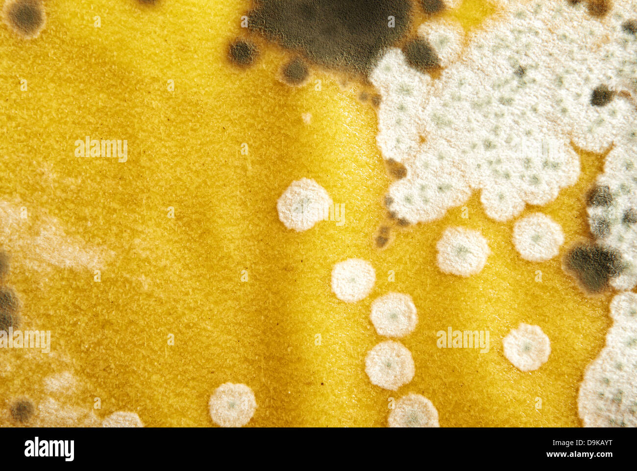 Mold on noodles for lasagna Stock Photo Alamy