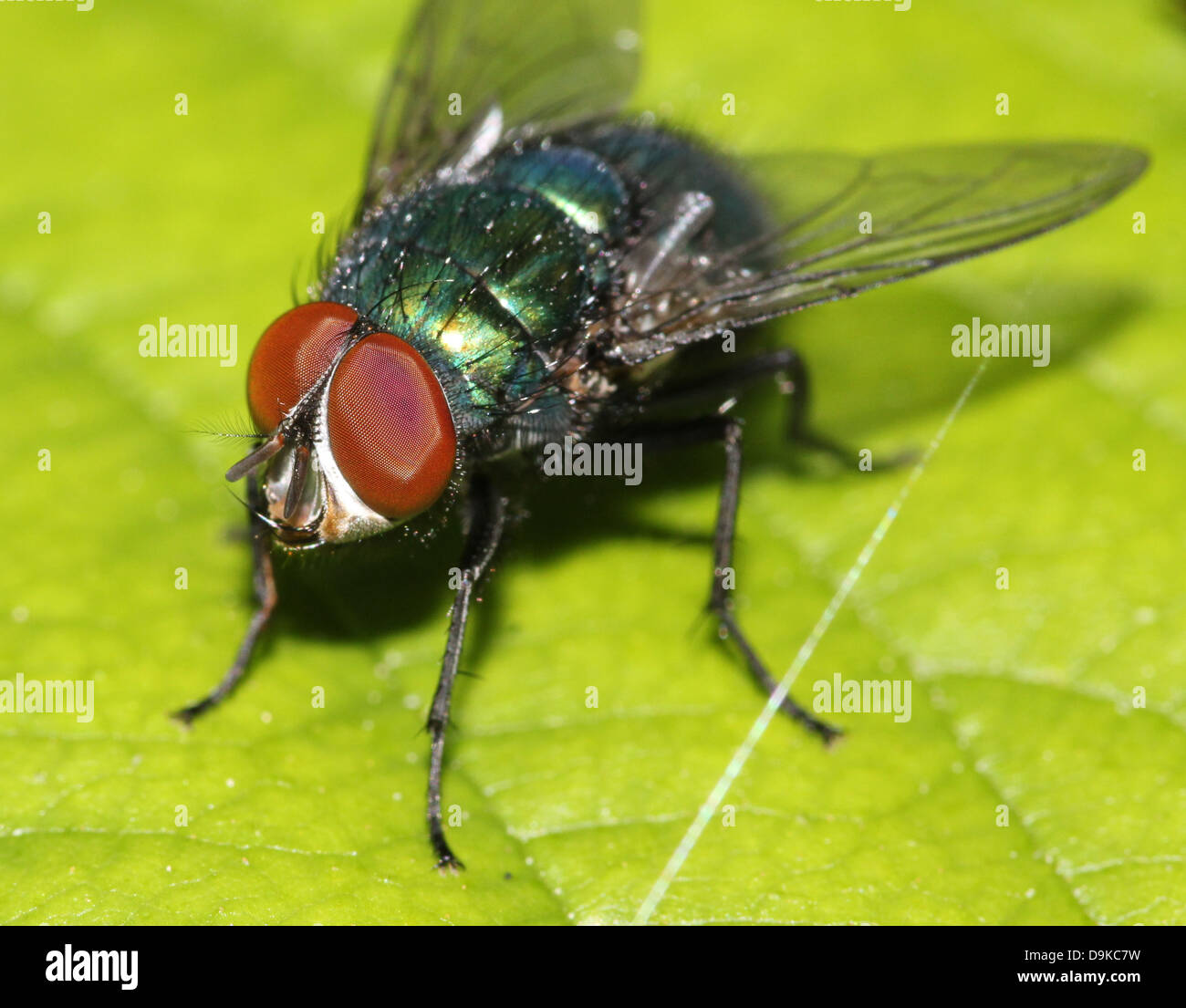 Macro of the Common green bottle fly (Phaenicia sericata, also Lucilia sericata) Stock Photo