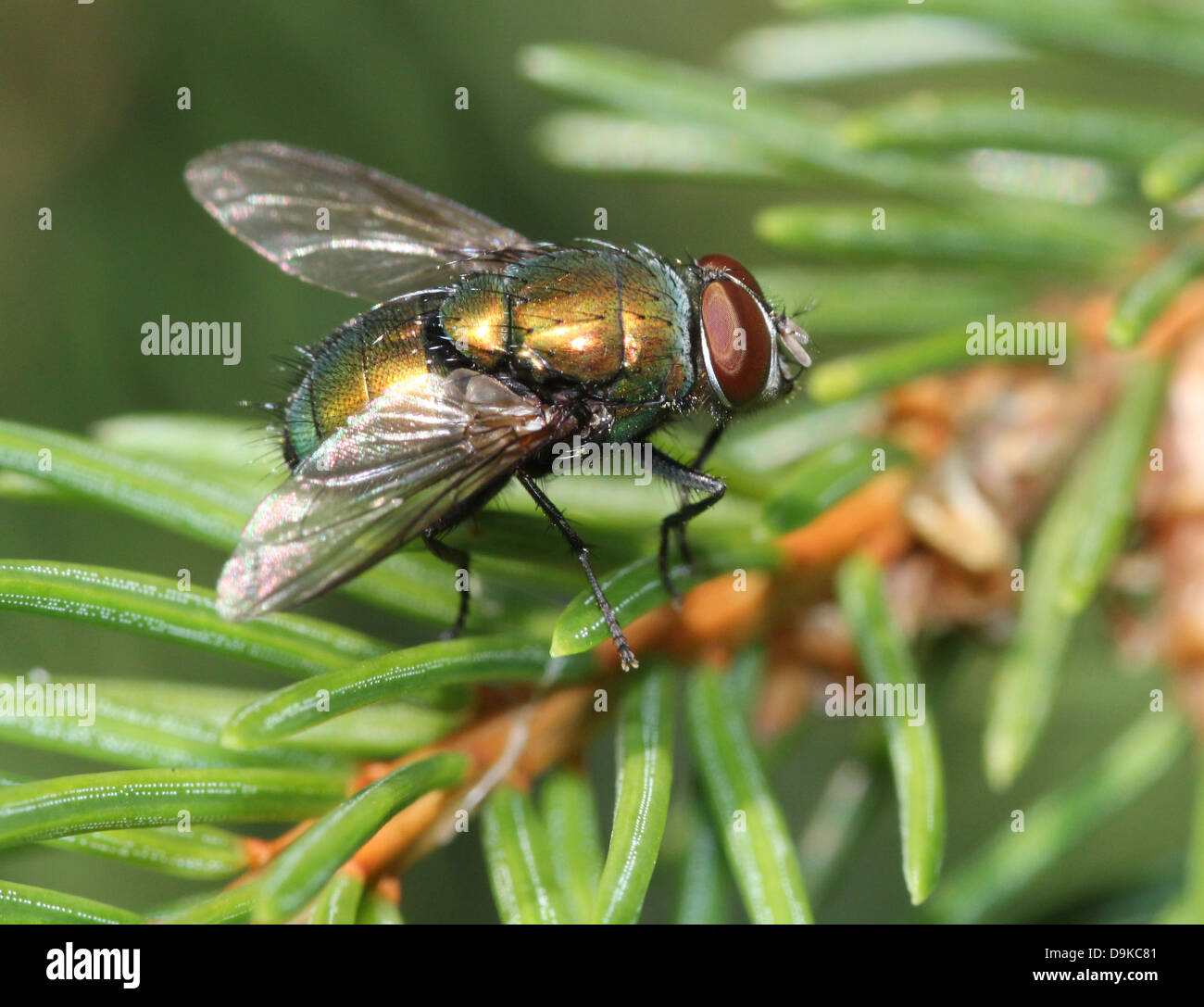 Macro of the Common green bottle fly (Phaenicia sericata, also Lucilia sericata) Stock Photo