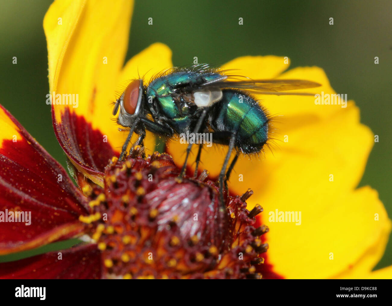 Macro of the Common green bottle fly (Phaenicia sericata, also Lucilia sericata) posing on a flower Stock Photo