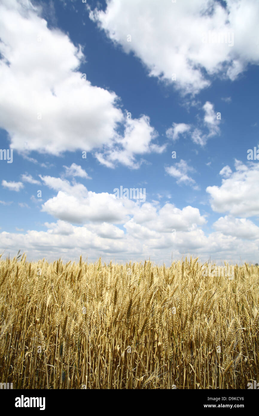 A field of wheat under a blue sky Stock Photo - Alamy