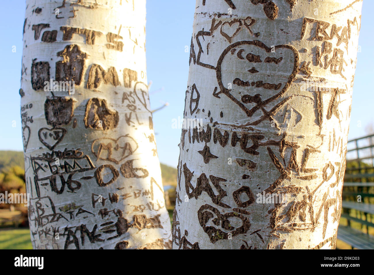 tree, written, love, heart shape, notes, Tree close up Stock Photo