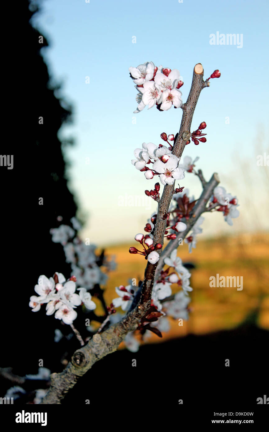 almond tree bloom, spring, flower, white flower Stock Photo