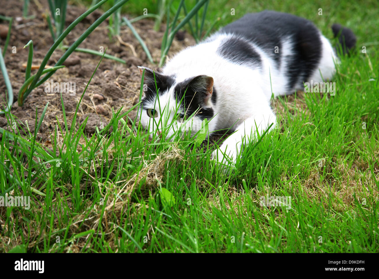 Black white cat hunting and ready to jump out of green grass Stock Photo