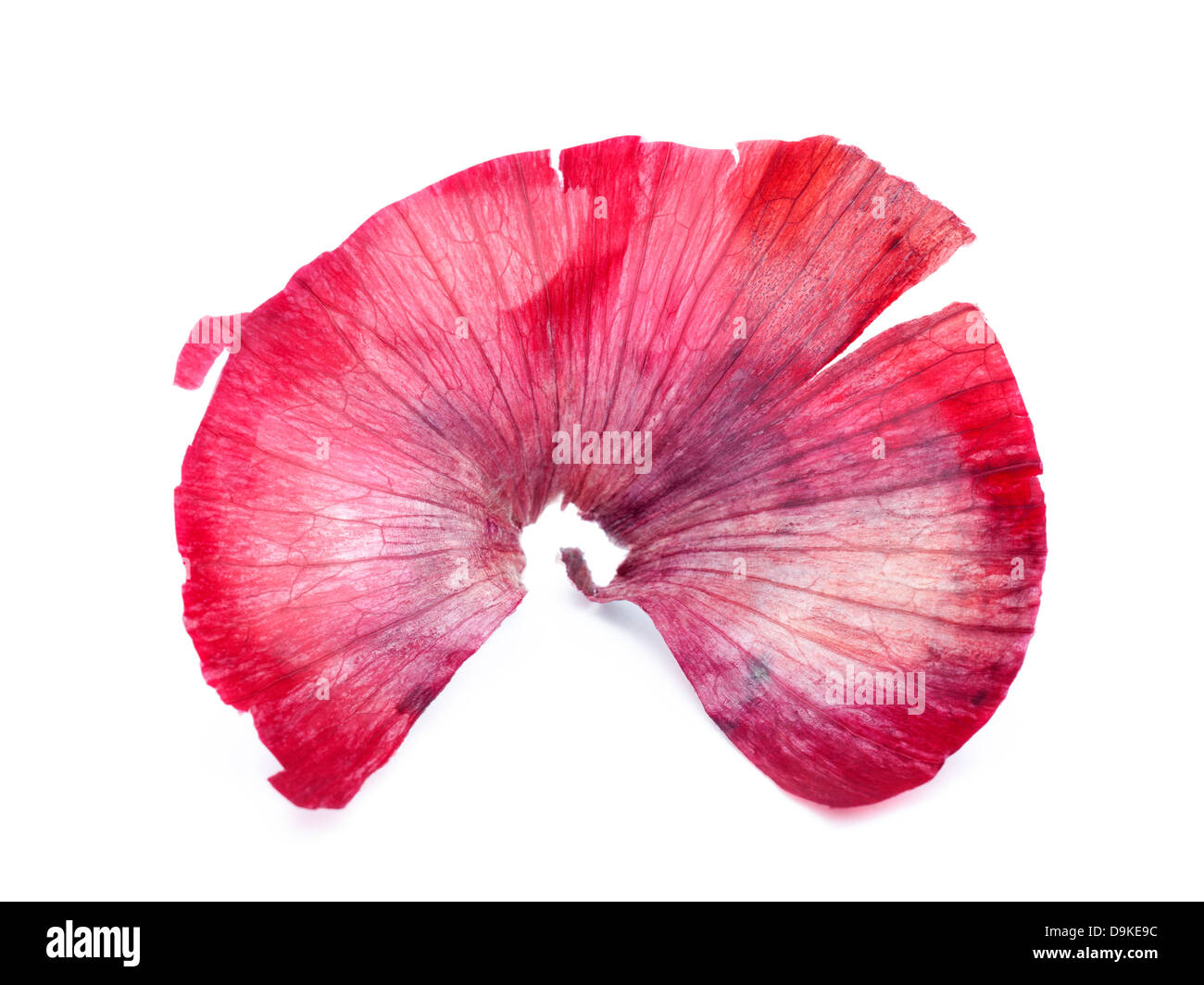 Onion skin hires stock photography and images Alamy