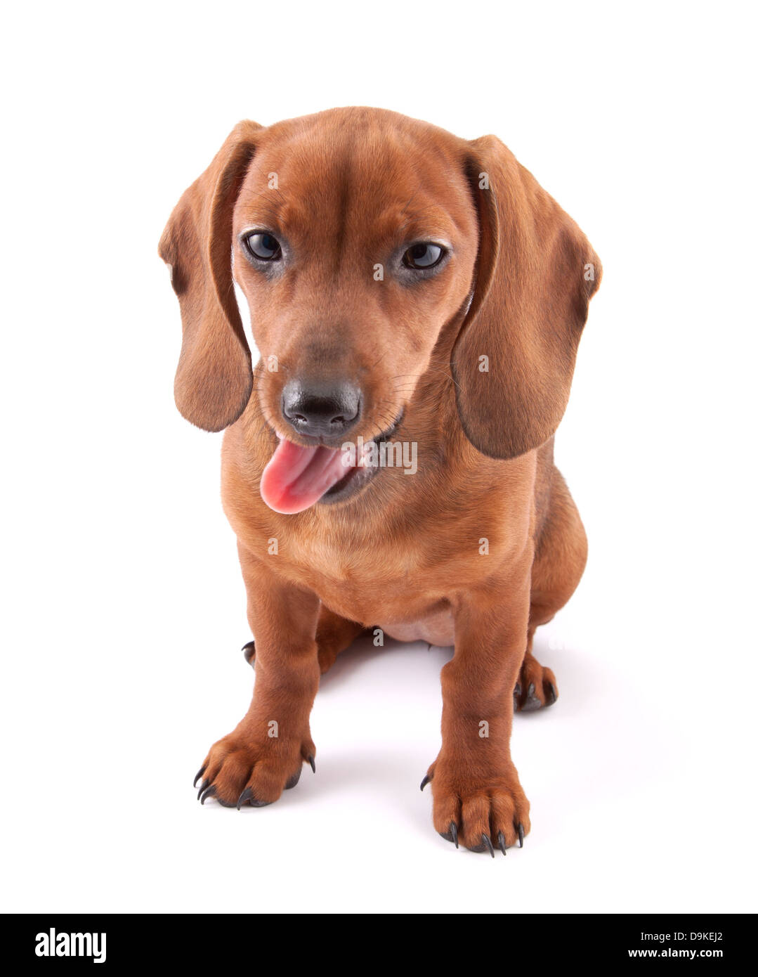 Dachshund puppy, 3 months old Stock Photo - Alamy