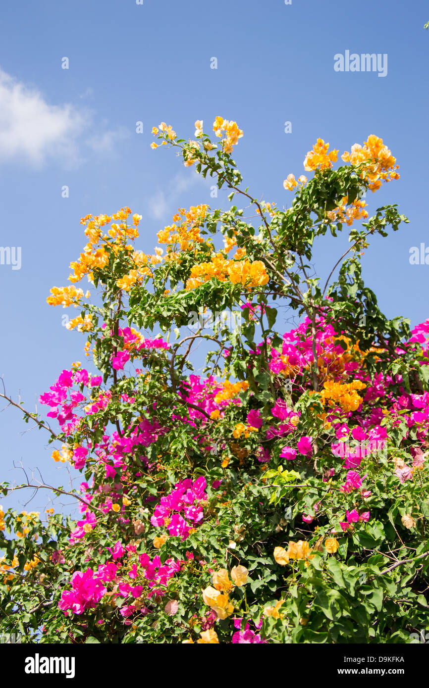 Group of sky blue flowers hi-res stock photography and images - Alamy