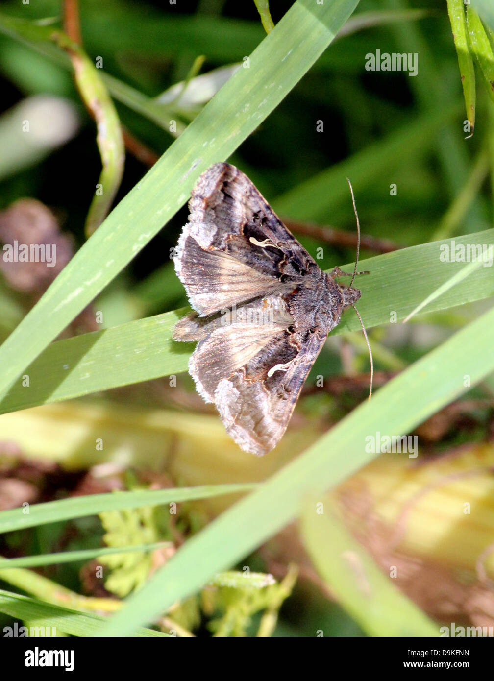 Detailed close-up of the small greyish-brown Silver Y (Autographa gamma) Moth Stock Photo