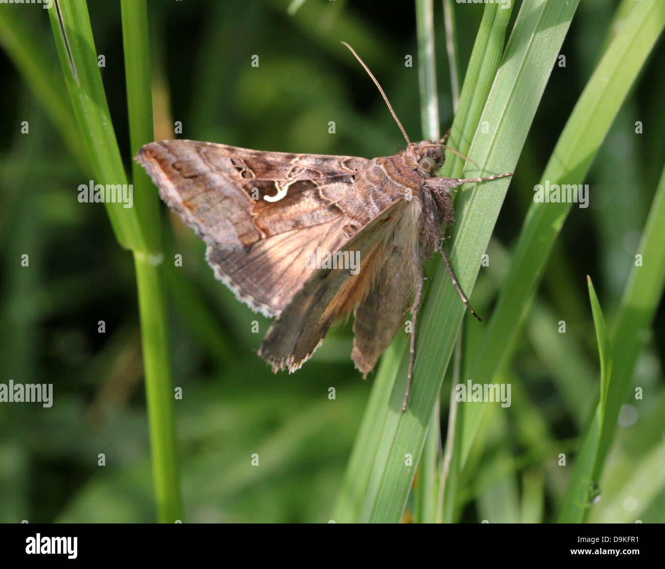 Detailed close-up of the small greyish-brown Silver Y (Autographa gamma) Moth Stock Photo