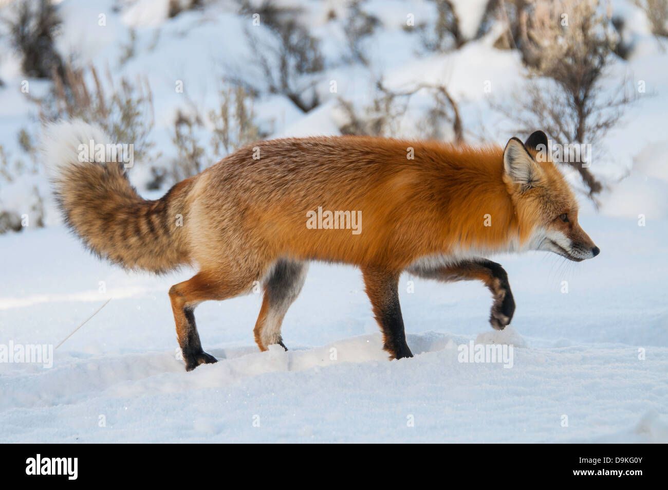 Yellowstone fox hi-res stock photography and images - Alamy