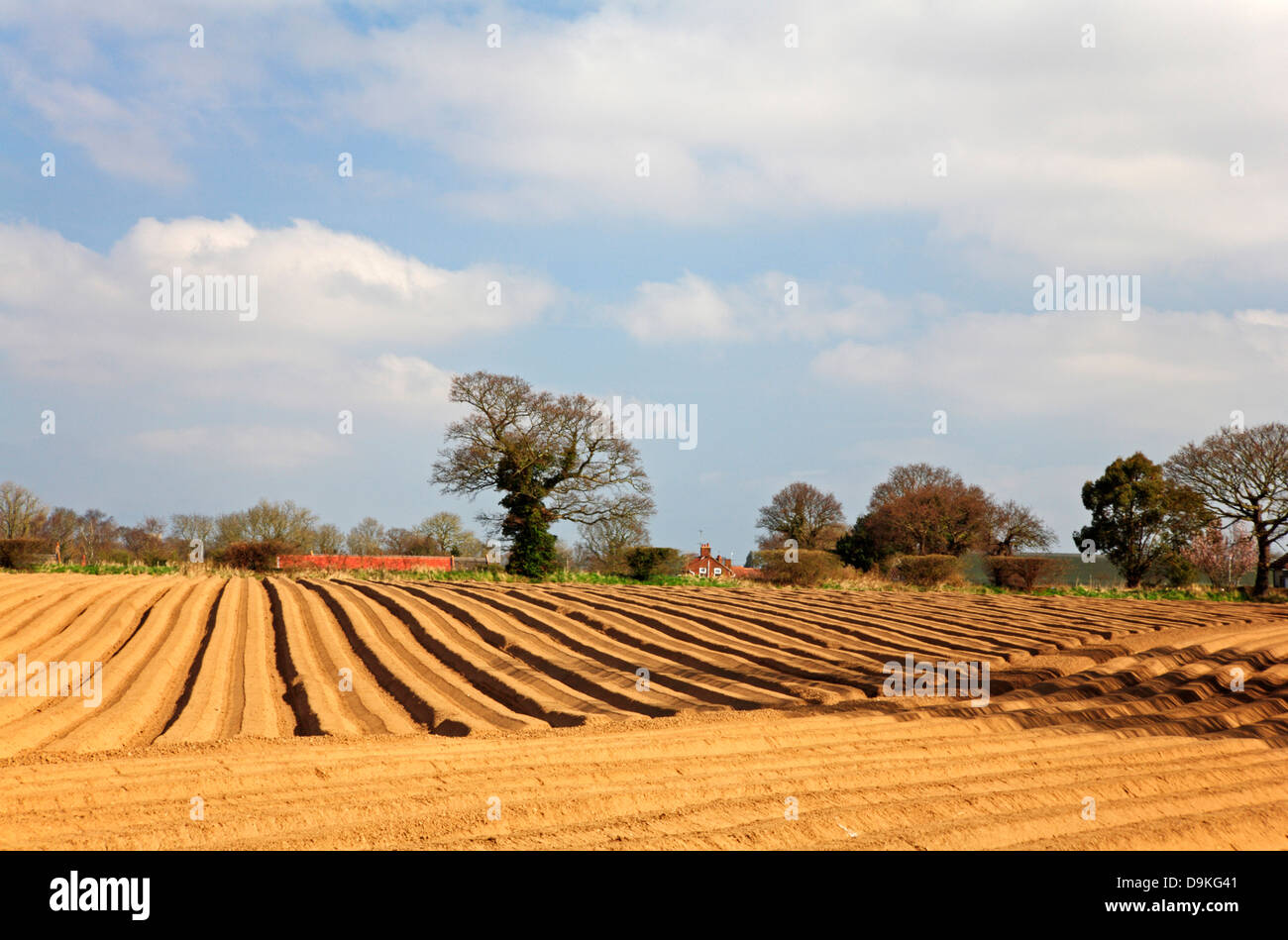 A view of a planted potato field with ridges on farmland in Norfolk, England, United Kingdom. Stock Photo