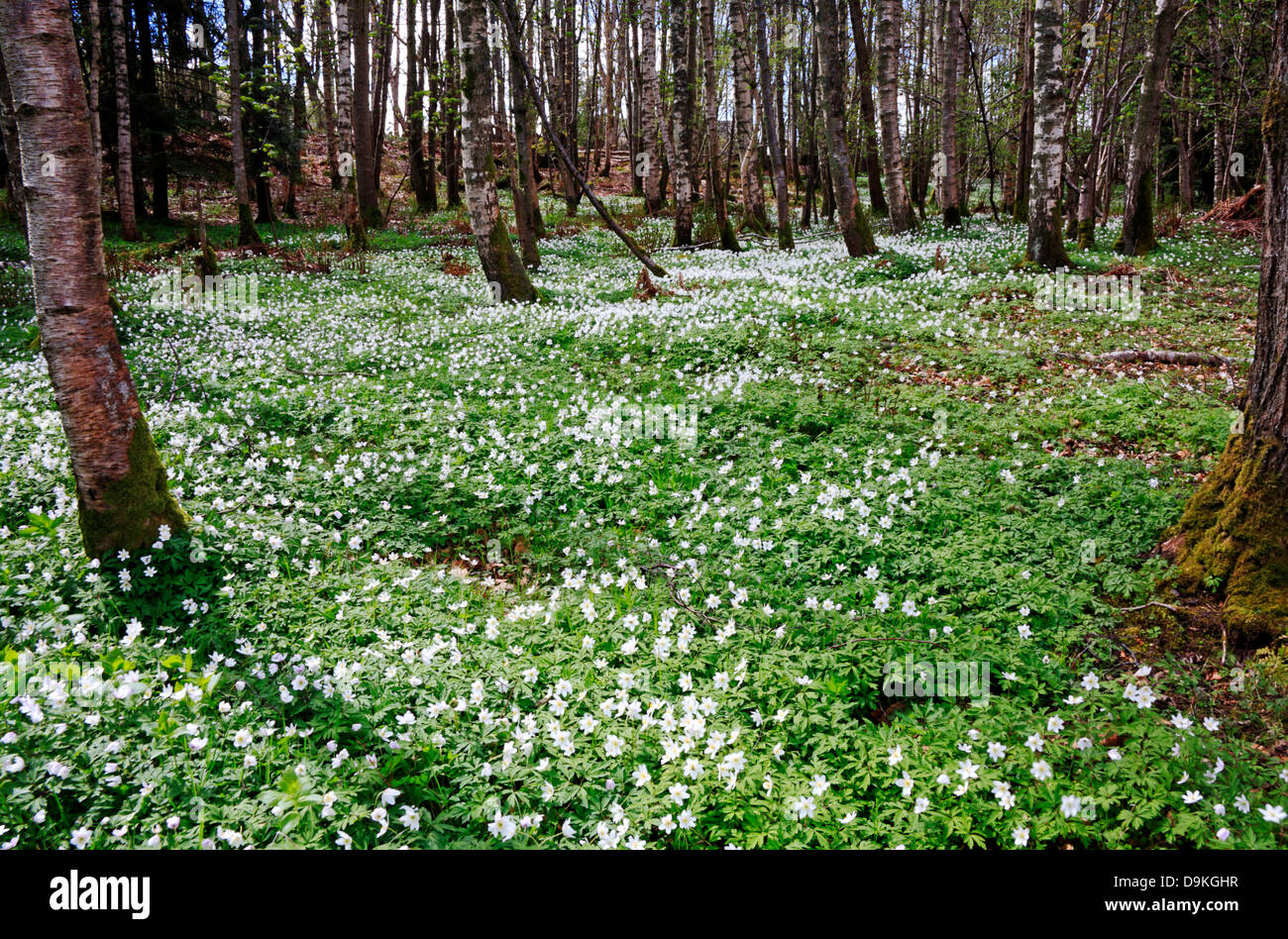Mass of wood anemones (Anemone nemorosa) in old woodland, Oland island,  Sweden, Europe Stock Photo - Alamy