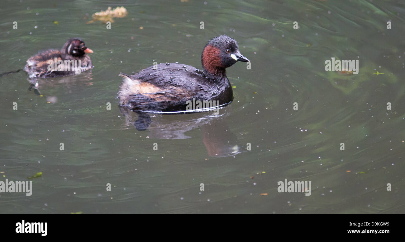 Little Grebe or Dabchick hen with one of her chicks on the Cromford Canal Derbyshire UK Stock Photo