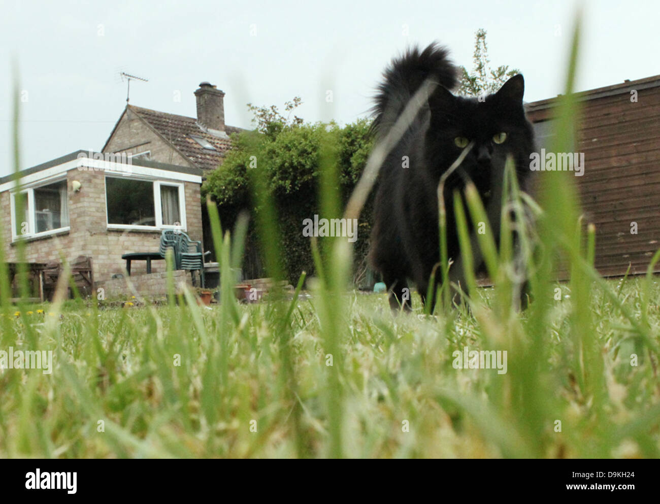 A stalking cat through grass Stock Photo - Alamy