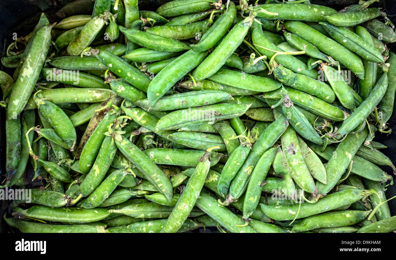 Fresh green pea pods ready to eat Stock Photo