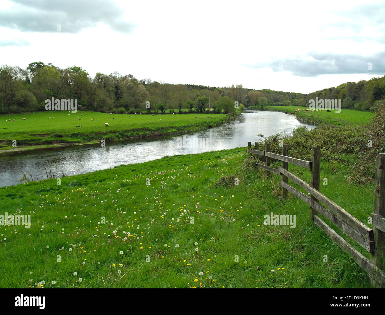 River Nore flowing through green pastures of County Kilkenny,Ireland ...