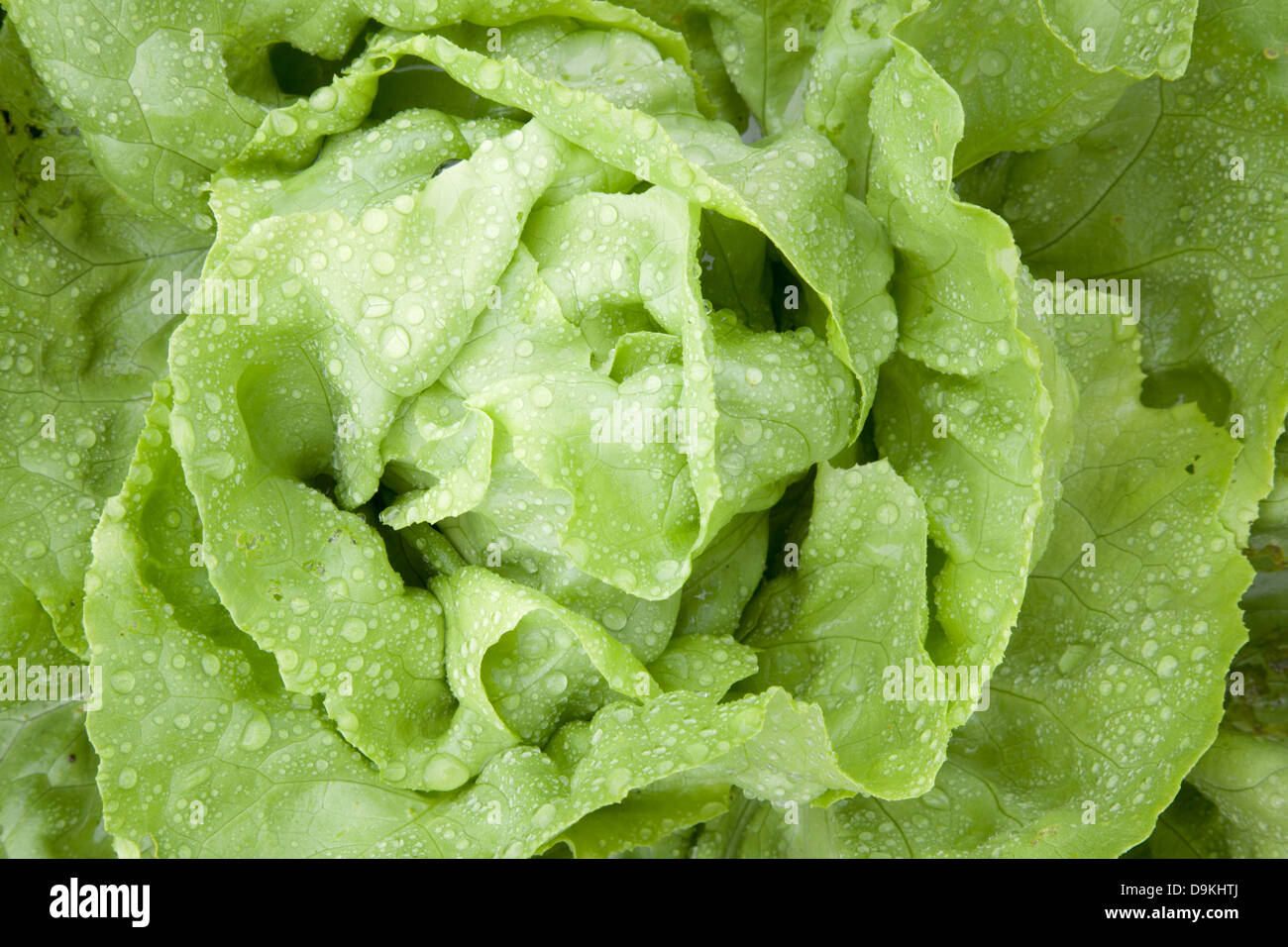 horizontal closeup of fresh wet lettuce in garden Stock Photo Alamy