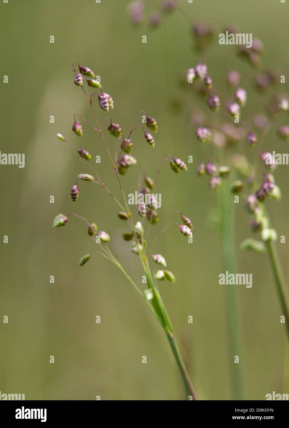 Quaking Grass Briza media inflorescences in species rich limestone turf  Peak District UK Stock Photo