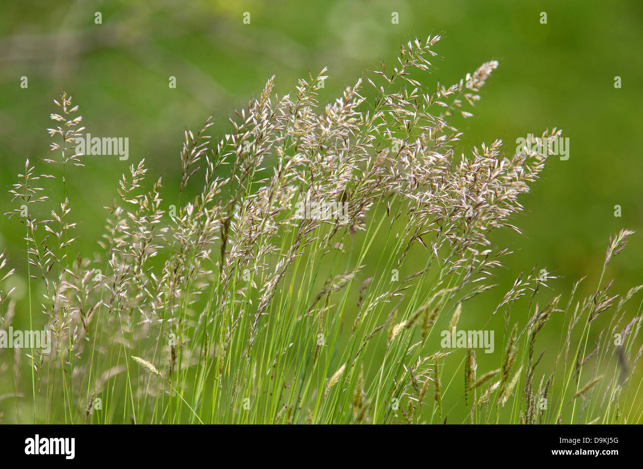 Common Bent grass Agrostis capillaris in a meadow near Monyash Derbyshire UK Stock Photo