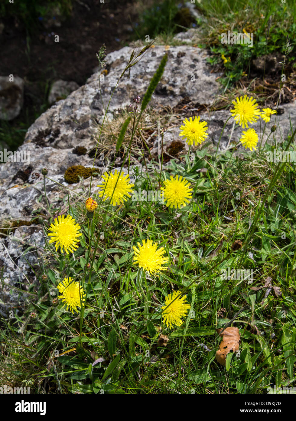Mouse Ear Hawkweed Pilosella or Hieracum officinarum is a pale yellow flower commonly found on limestone soils in europe Stock Photo