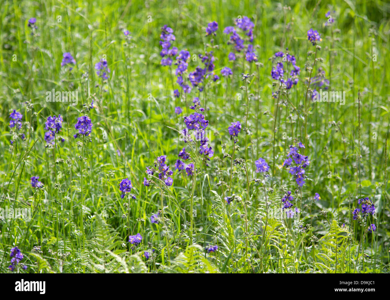 Jacobs Ladder Polemonium caeruleum is a rare plant in the wild in Britain here growing in Lathkill Dale Derbyshire Peak District Stock Photo