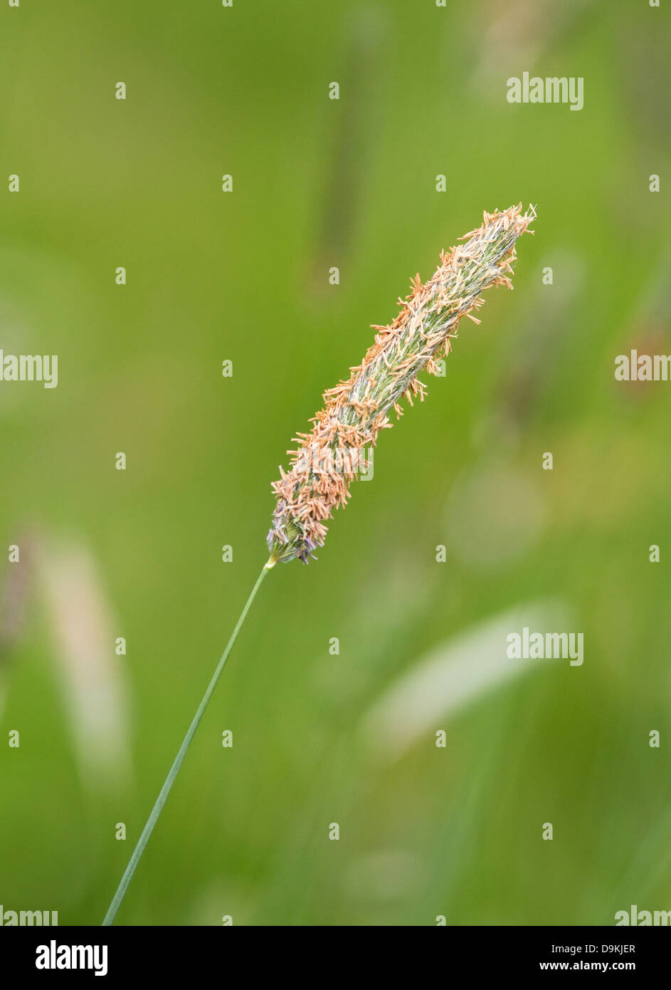 Timothy grass phleum pratense hires stock photography and images Alamy