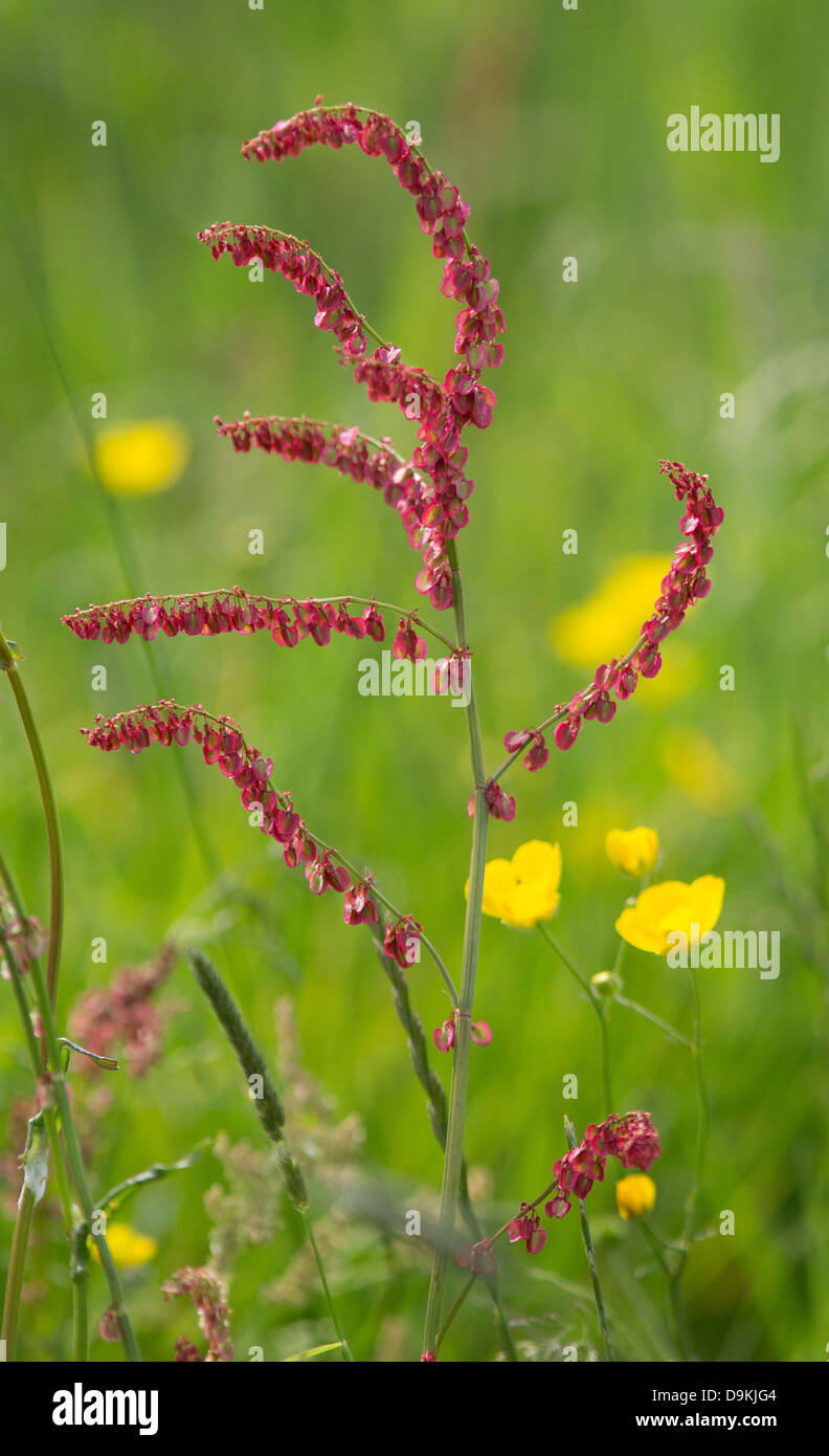 Red flower of Common Sorrel Rumex acetosa in a flowery Derbyshire meadow Stock Photo